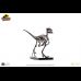 Raptor Skeleton Bronze