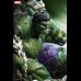 Green Hulk (Marvel Comics) 1/4