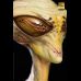 Mantis Life Size Bust