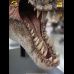 Life-Size Tyrannosaurus Rex Head