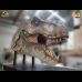 Life-Size Tyrannosaurus Rex Head